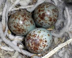 Small White Bird Eggs With Brown Spots Pin By Lilly Lu On Eggs Bird Eggs Birds Backyard Birds
