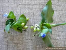Image result for Commelina nyasensis