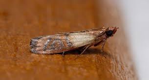 We did not find results for: 8 Helpful Tips To Keep Pests Out Of Your Worcester Pantries