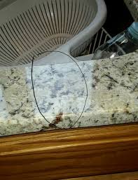 Yeti tumblers can handle the wild. Help New Granite Counters Installed Cracked Or Fissure