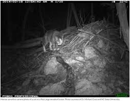 Low cost pet shots of largo. Feral Cat On A Key Largo Woodrat House