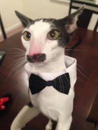 37 Cats Who Totally Won 2014 Goruntuler Ile Kedi