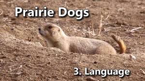 Prairie dogs (genus cynomys) are herbivorous burrowing rodents native to the grasslands of north america. Prairie Dogs America S Meerkats Language Youtube