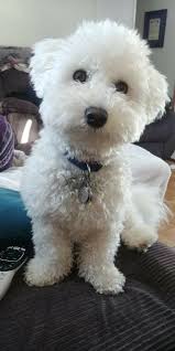 Pin By James Cotton On Gabby S Bichon Frise Friends In 2020 Miniature Dogs Bichon Frise Bichon