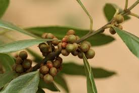 Image result for Euclea