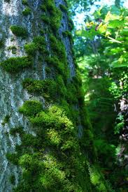 Via A Quieter Storm Mossy Tree Beautiful Tree Moss Garden