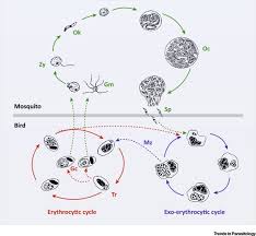 Le paludisme est une maladie potentiellement mortelle causée par des parasites transmis aux personnes par des piqûres de moustiques femelles de l'espèce anopheles infectés. Evolutionary Ecology Of Avian Malaria Past To Present Sciencedirect