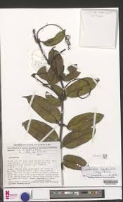 Image result for Landolphia violacea