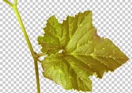 Grapes can be eaten raw, or used for making wine, juice, and jelly/jam. Grapevines Wine Grape Leaves Plant Leaves Png Clipart Autumn Come Food Drinks Fruit Grape Free Png