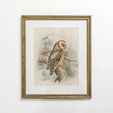 Tengmalm Owl Framed Art Print, Green/Brown, Small, Wood