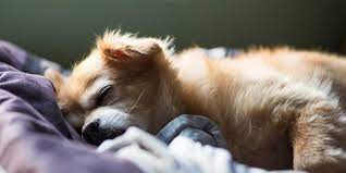 Why Do Dogs Sleep At The Foot Of The Bed Truth About What Dog Sleep Positions Mean