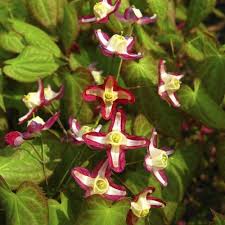 Quelles plantes ombre choisir pour son jardin ? Fleur D Ombre Liste Ooreka