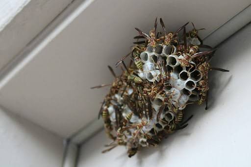 Are these insects invading your home? | OTS News - Southport