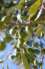 We did not find results for: Growing Olives In Cooler Temperatures