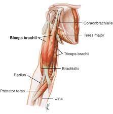 Pin On Biceps Brachial