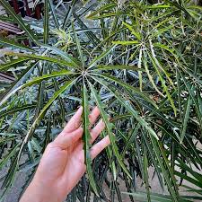 Image result for Celosia elegantissima