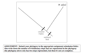 Solved I H I Have To Make A Phylogeny Using The Data From