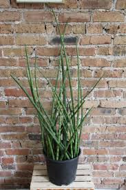 Image result for Sansevieria cylindrica