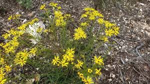 Image result for Senecio pergamentaceus