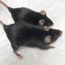 Maybe you would like to learn more about one of these? Mighty Mice Stay Musclebound In Space Boon For Astronauts