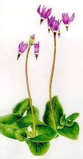 Over 250 shooting star flower pictures to choose from, with no signup needed. Dcq Spring Equinox 2002 Feature Flower Shooting Stars