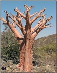 Image result for Cissus petiolata