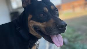 Fundraiser by Kade Hiller : Emergency Care for Ryder the Ranch Dog