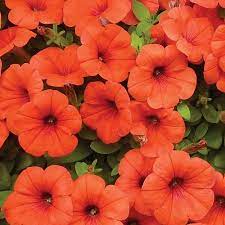 Pin On Garden Annuals Containers
