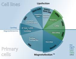 Cationic liposomes are known to facilitate efficient transfection of animal cells with dna and even some viruses. Transfection Reagent Finder Ozbiosciences