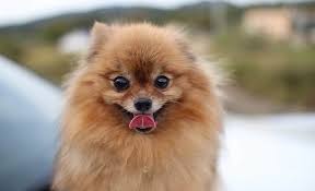 What Should I Name My Dog Dog Names Ideas Inspiration