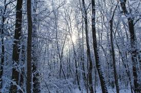 Forest Aesthetic Free Stock Photos Download 5 155 Free Stock Photos For Commercial Use Format Hd High Resolution Jpg Images Sort By Relevant First