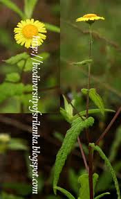 Image result for Pentanema indicum