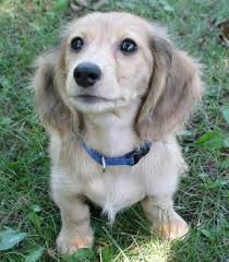 Black And Cream Mini Dachshund Officially The Dog I Want Long Haired English Cream Mini Dachshund Long Haired Dachshund Cute Puppies