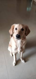 40 funny dog halloween costumes for the silliest pup you know. Tlc Pet Food Reddit The Y Guide