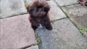 Stay calm, and watch out for your dog. Rare Chocolate Liver Shih Tzu Puppy By Lavender S Tzu
