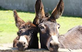 Дело "Роттердам +": Венедиктова заменила старшего группы прокуроров в уголовном производстве - Цензор.НЕТ 7130