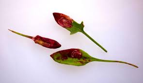 Image result for Enteucha acetosae