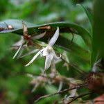 Image result for Cribbia