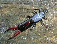 Earwigs typically feed on live sprouts or decaying vegetation and, in rare cases, some species are predators. Earwig Wikipedia