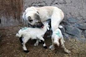 Kuzulari Emziren Kangal Kopegi Bursada Bugun Bursa Bursa Haber Bursa Haberi Bursa Haberleri Bursa