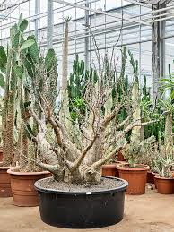 Image result for Sesamothamnus lugardii