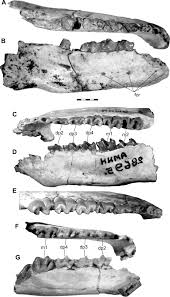 Image result for Brachystephanus