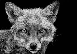 Pin On Scratchboard Wildlife Artwork