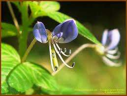 Image result for Cleome rutidosperma