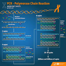 Pcr Has A History Of Amplifying Its Game Insight Intelligence Gen Molecular Biology Molecular Genetics Science Biology