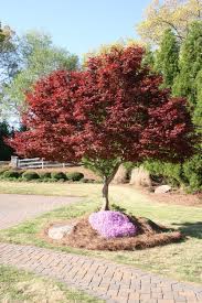Pin By Deanna Tubbs On Yard Japanese Maple Tree Landscape Maple Tree Landscape Japanese Maple Tree