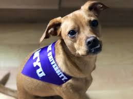 Vpi/nationwide has several pet insurance products available, one of which, major medical, has significant limitations and exclusions when it comes to the things that may be more likely to happen to. Nationwide Pet Insurance Alumni Pet Insurance Program Pet Insurance Pets Pet Care