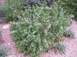 756 san julian street, los angeles, ca 90014. Gossypium Harknessii San Marcos Hibiscus Mountain States Wholesale Nursery