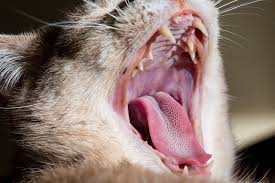 Cats do get bad teeth but they are not usually the same as cavities in humans. Why Is My Cat Drooling Healthy Paws Pet Insurance