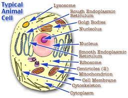 Pin By Az Always Creations On For My Kids Animal Cell Parts Animal Cell Anatomy Cell Parts